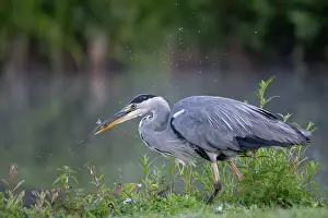 Brasschaat Prints: RF - Grey heron (Ardea cinerea) standing at water's edge with fish prey in beak