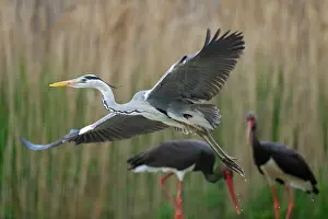 Ciconiidae Prints: RF - Grey heron (Ardea cinerea) taking flight with two Black storks (Ciconia nigra)