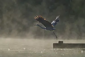 Natural Light Prints: RF - Grey heron (Ardea cinerea) taking flight in morning sunlight