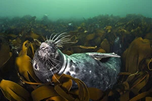 September 2021 Highlights Gallery: RF - Grey seal (Halichoerus grypus) relaxing in a bed of kelp (Laminaria digitata)