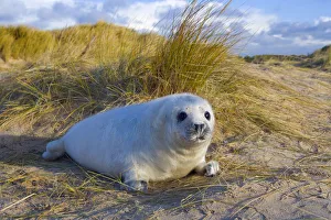 RF- Grey seal (Halichoerus grypus) pups on Norfolk Beach, England, UK, December