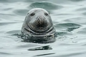 Phocidae Prints: RF - Grey seal (Halichoerus grypus) at the water surface