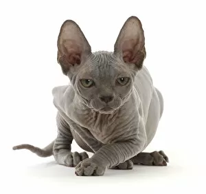 Animal Ears Gallery: RF - Grey Sphynx kitten, age 11 weeks, portrait. (This image may be licensed either as
