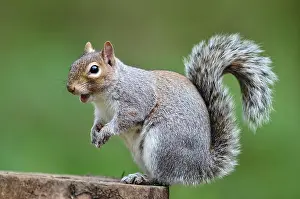 Invasive Prints: RF - Grey squirrel (Sciurus carolinensis) sitting on tree stump
