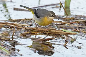 Winter Plumage Prints: RF - Grey wagtail (Motacilla cinerea) winter plumage