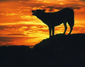 Images Dated 25th May 2006: RF- Grey Wolf (Canis lupus) howling at sunset (digitally enhanced)