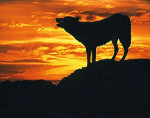 Wolves Prints: RF- Grey Wolf (Canis lupus) howling at sunset (digitally enhanced)