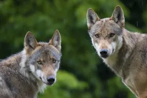 Wolves Prints: RF- Two Grey wolves (Canis lupus) head portraits with damp coats from rain shower