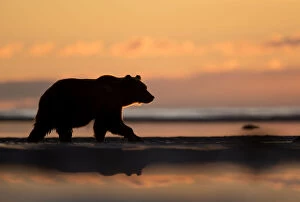 Alone Gallery: RF - Grizzly Bear (Ursus arctos) at dawn, Lake Clarke National Park, Alaska, September