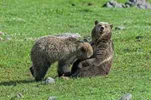 Meadow Prints: RF - Grizzly bear (Ursus arctos horribilis) female and cub resting in meadow