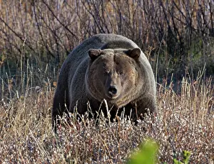 Wyoming Prints: RF - Grizzly bear (Ursus arctos horribilis) portrait