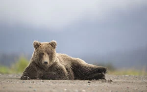 Images Dated 16th September 2016: RF - Grizzly Bear (Ursus arctos) resting, Lake Clarke National Park, Alaska, September