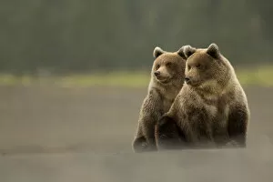 2020 March Highlights Collection: RF - Two Grizzly bears (Ursus arctos) Lake Clark National Park, Alaska, September