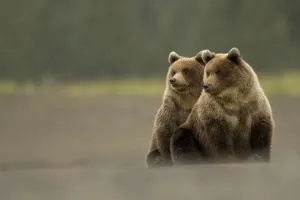 RF - Two Grizzly bears (Ursus arctos) Lake Clark National Park, Alaska, September