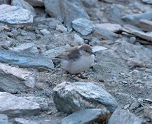 Paridae Prints: RF - Ground tit (Pseudopodoces humilis) perched on a rock