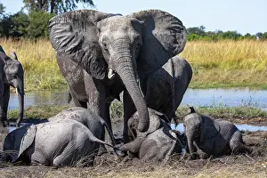 Enjoyment Prints: RF - Group of African elephant (Loxodonta africana) calves bathing in mud amongst the herd