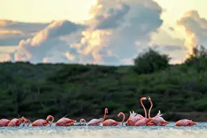 Phoenicopterus Ruber Ruber Prints: RF - Group of American flamingos (Phoenicopterus ruber) foraging and fighting in seawater at sunset