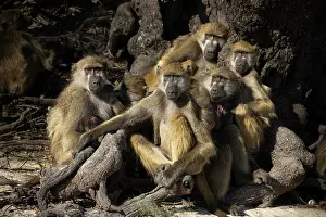 Sitting Prints: RF - Group of Chacma baboons (Papio ursinus) sitting at base of tree