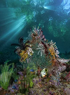 Echinoderm Prints: RF - Group of Feather stars (Crinoidea) resting on an unidentified coral sea fan
