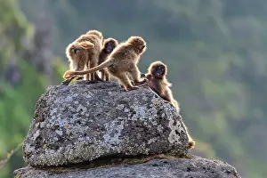 Upland Prints: RF - Group of Gelada baboon (Theropithecus gelada) juveniles playing on a rock