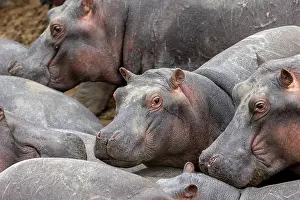 East Africa Prints: RF - Group of Hippopotamuses (Hippopotamus amphibius) wallowing in water