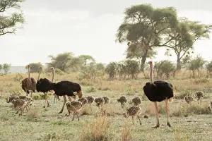 Ratite Prints: RF - Group of Masai ostriches (Struthio camelus massaicus) with chicks