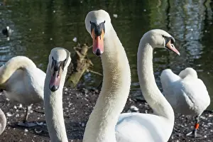 Anatidae Prints: RF - Group of Mute swans (Cygnus olor) at water's edge