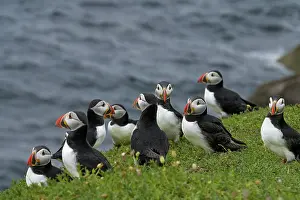 Fratercula Prints: RF - Group of Puffins (Fratercula arctica) perched on cliff top