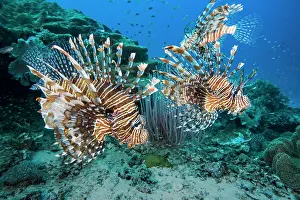Scorpionfish Prints: RF - Group of Red lionfish (Pterois volitans) engaging in cooperative hunting over coral reef