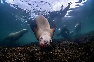 Eared Seal Prints: RF - Group of Steller sea lions (Eumeptopias jubatus) swimming underwater