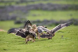 Aquila Prints: RF - Group of Tawny eagles (Aquila rapax) squabbling over food