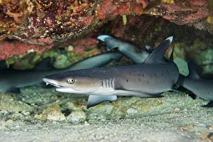 Misool Prints: RF - Group of Whitetip reef sharks (Triaenodon obesus) juveniles