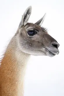 Chile Prints: RF - Guanaco (Lama guanicoe) head portrait