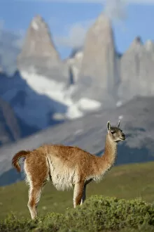 RF - Guanaco (Lama guanicoe) standing in front of mountain towers of Paine