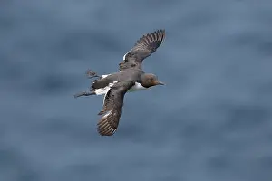 Varanger Prints: RF - Guillemot (Uria aalge) in flight over the sea