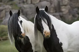 Friendship Collection: RF - Two Gypsy vanner geldings standing together looking away, Greyrock, Wyoming, USA