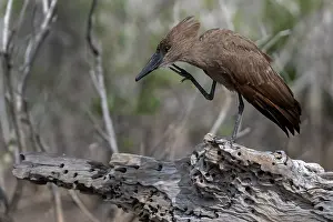 Hammerkopf Prints: RF - Hamerkop (Scopus umbretta) scratching its head