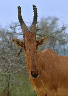 Uganda Prints: RF - Hartebeest (Alcelaphus Buselaphus) head portrait