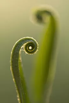 RF - Harts tongue fern (Asplenium scolopendrium) leaf unfurling, Broxwater, Cornwall