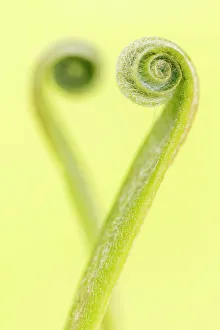 Pteridophytina Prints: RF - Harts tongue fern (Phyllitis scolopendrium) leaf unfurling and creating the shape of a heart