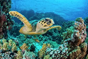 Actinopterygii Gallery: RF - Hawksbill sea turtle (Eretmochelys imbricata) swimming over a coral reef
