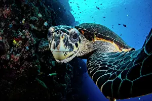 Turtle Prints: RF - Hawksbill sea turtle (Eretmochelys imbricata) portrait