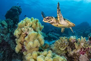 Images Dated 22nd March 2022: RF - Hawksbill turtle (Eretmochelys imbricata) swimming over Leather corals (Sarcophyton sp)