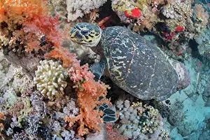 Red Sea Prints: RF - Hawksbill turtle (Eretmochelys imbricata) feeding on soft coral (Dendronephthya sp)