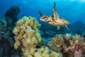 Maldive Islands Prints: RF - Hawksbill turtle (Eretmochelys imbricata) swimming over Leather corals (Sarcophyton sp)