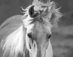 Hairstyle Prints: RF - Head and mane of grey Andalusian stallion running in bullfighting arena