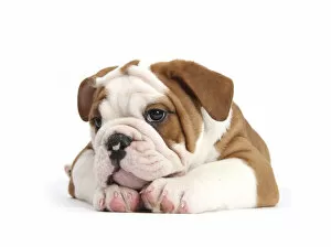 RF- Head portrait of Bulldog puppy with chin on paws