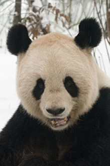 Ailuropoda Gallery: RF- Head portrait of Giant panda (Ailuropoda melanoleuca) chewing on bamboo in snow