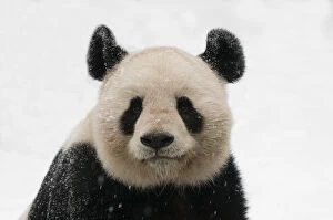 Ailuropoda Gallery: RF- Head portrait of Giant panda (Ailuropoda melanoleuca) covered in snow, captive