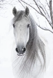 Domestic Animal Collection: RF - Head portrait of grey Andalusian mare with long mane in snow, Berthoud, Colorado, USA